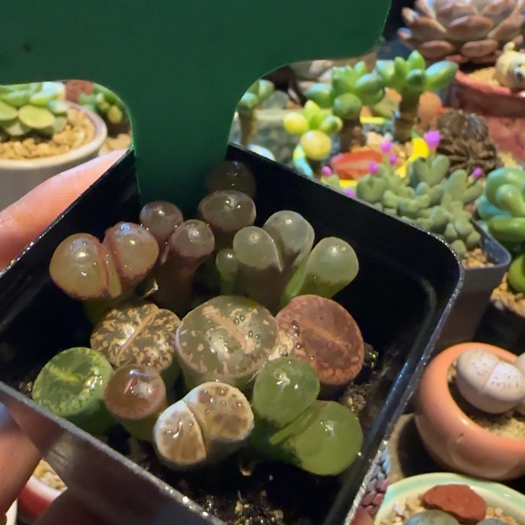 多肉植物生石花组合