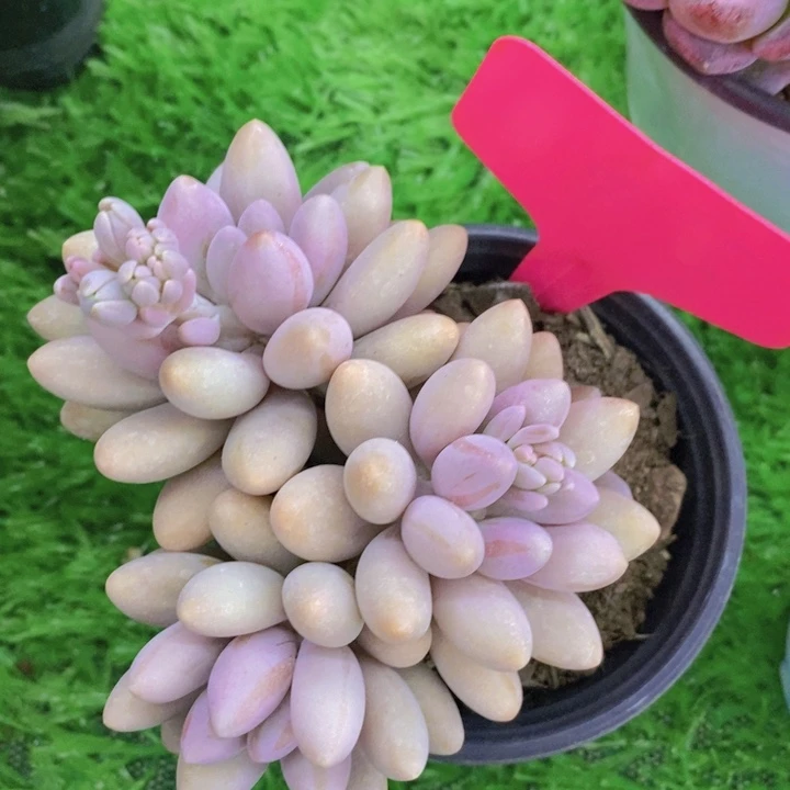 多肉植物，开心多肉