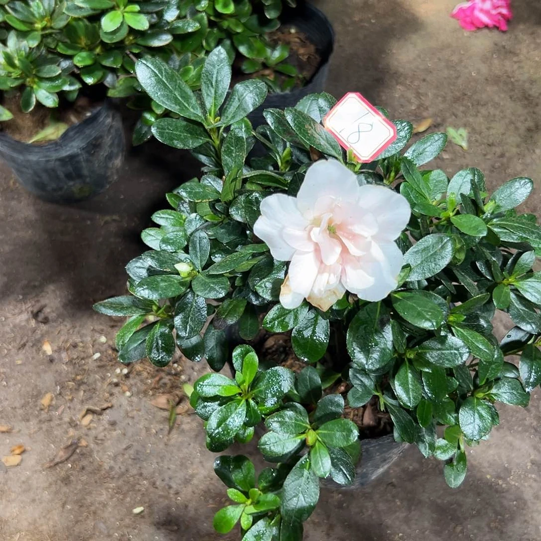 大部分花苞少量开放18
