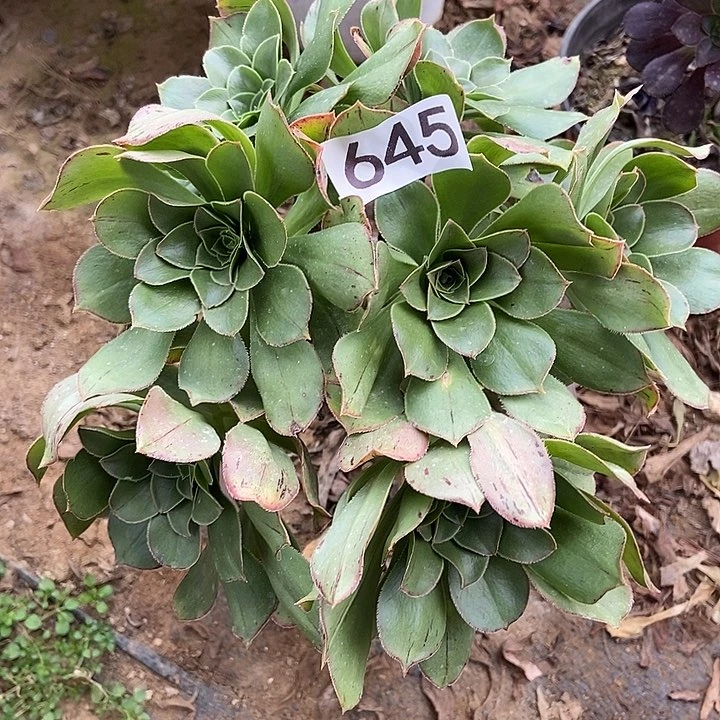 大绿玫瑰645多肉不包断