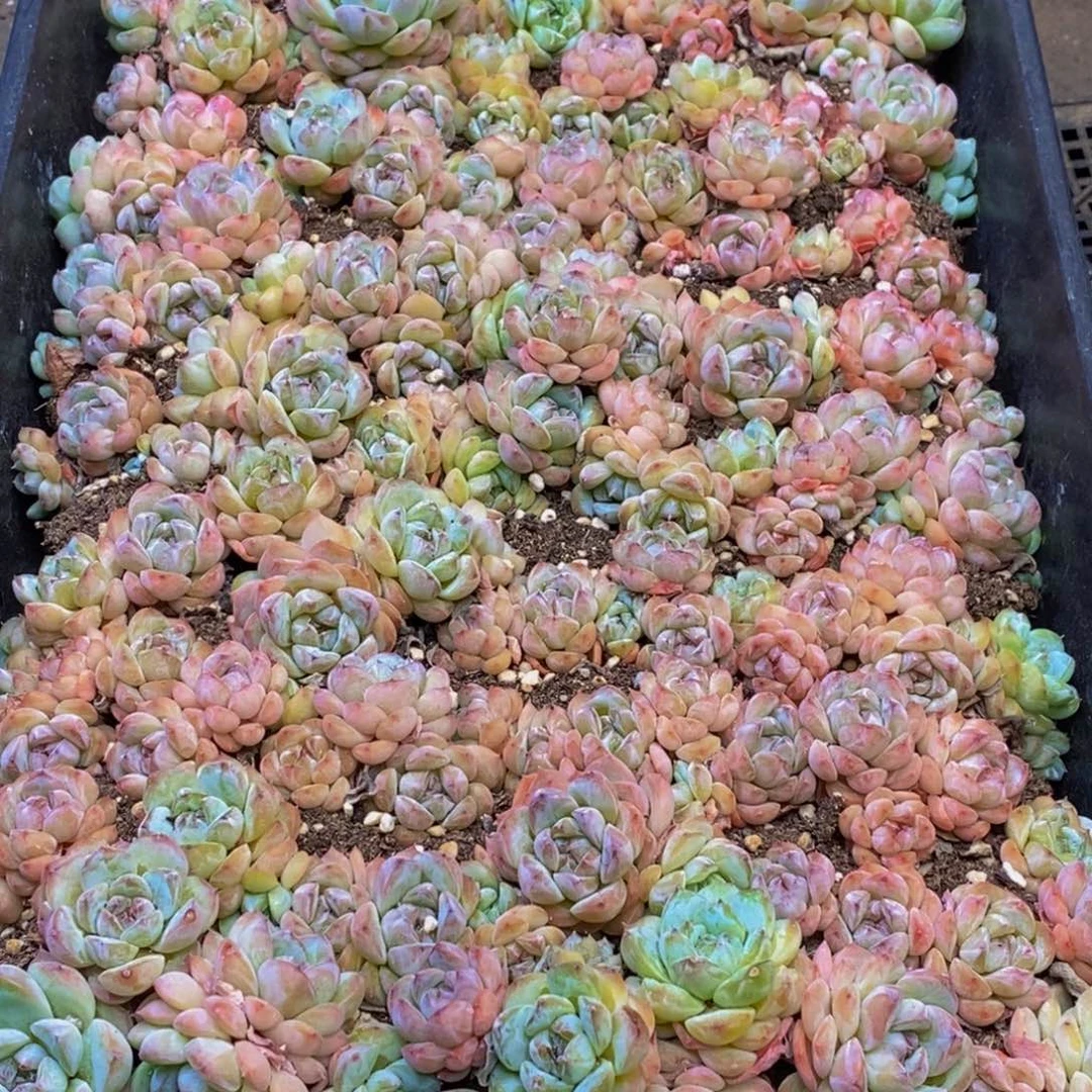 172多肉植物保护研究所