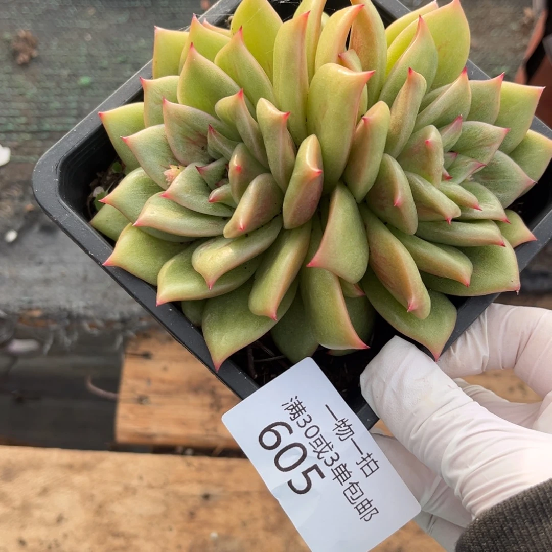 605蔷薇凸起多肉植物……