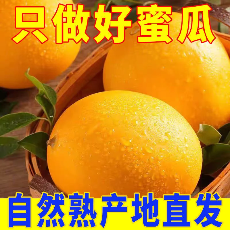 【助农产品】甘肃民勤沙漠蜜瓜金红宝新鲜水果采摘头茬大瓜