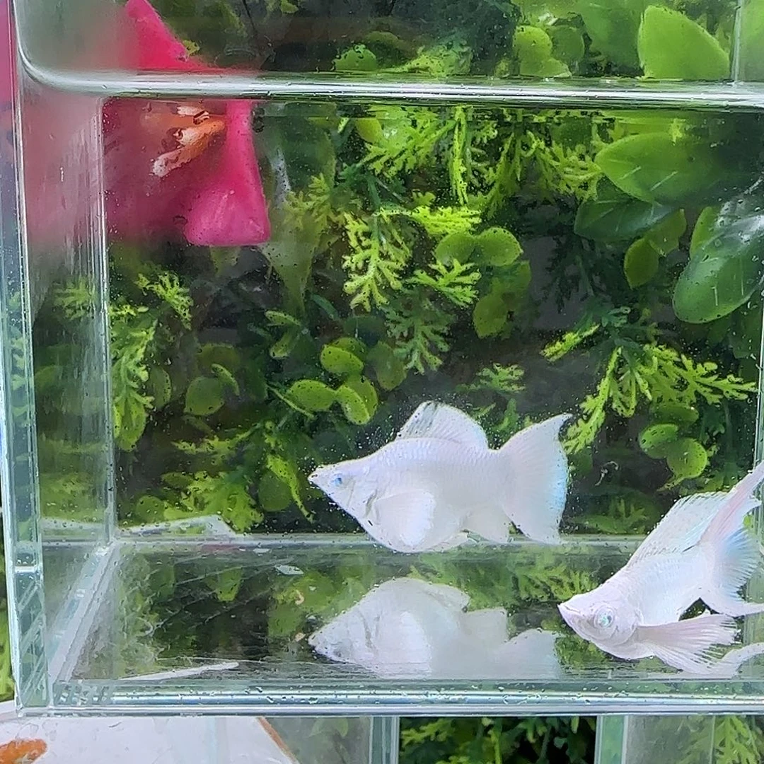 孔雀鱼钻石玛丽瓷白一对