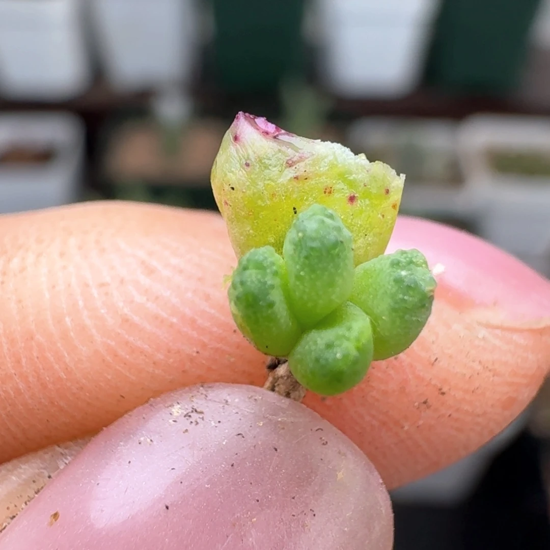 882花猫斑马00000000000