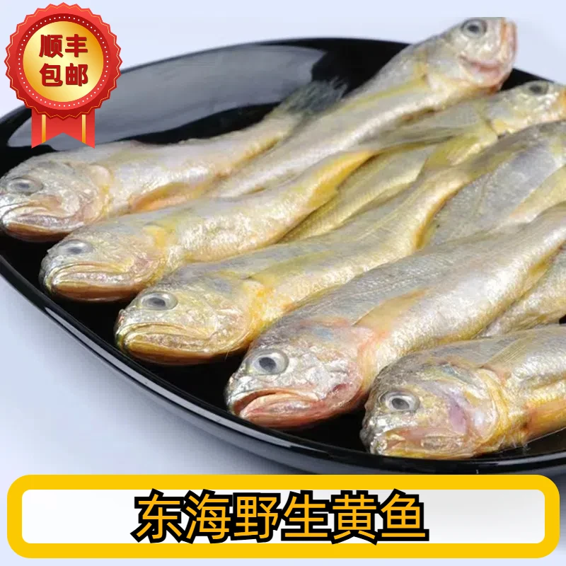 深海黄鱼野生捕捞