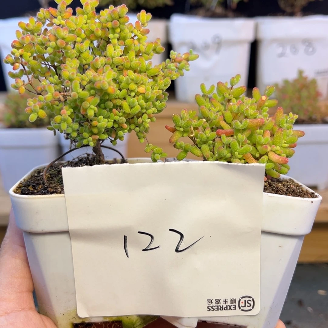 蜜橘一大一小122➕小惊喜