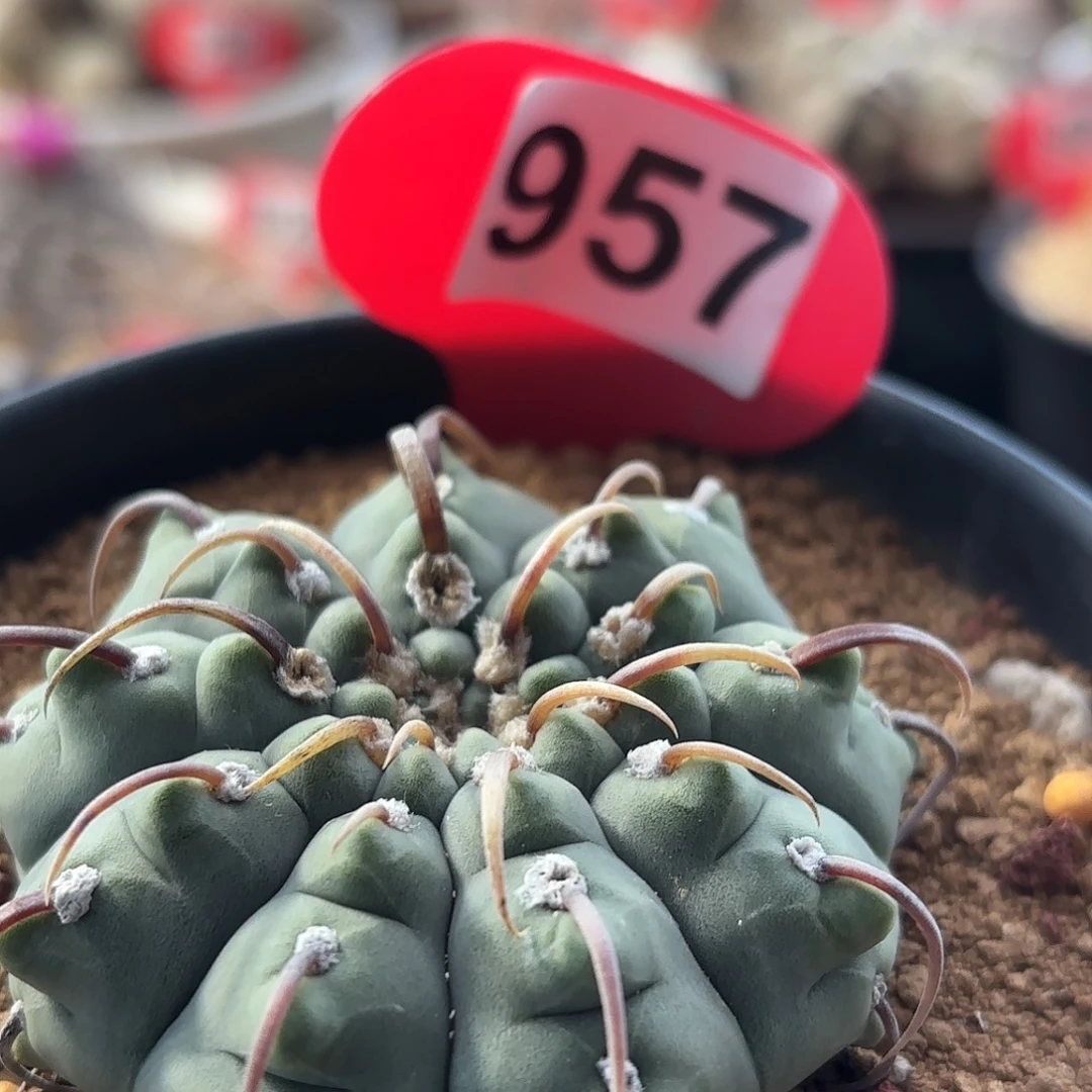 仙人球实生一本刺