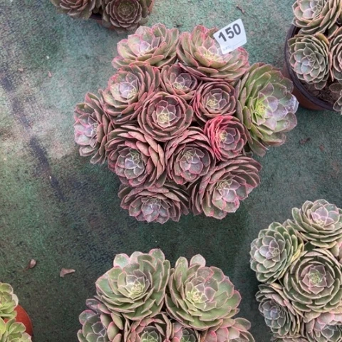 泛***生150粉花妖朵朵多肉