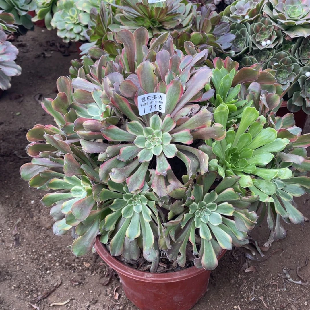 715粉黛多肉法师断枝不包