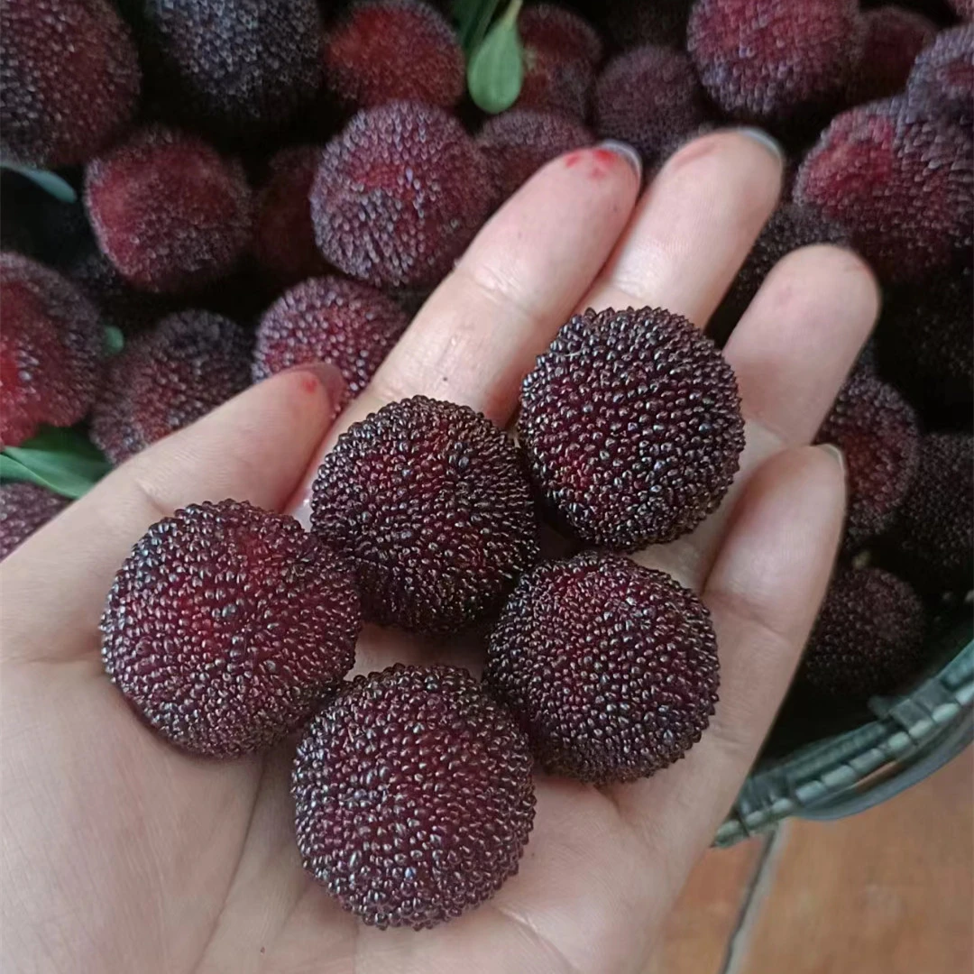 正宗仙居荸荠杨梅当天采摘当天发货整箱6斤装【顺丰空运】新鲜冷链