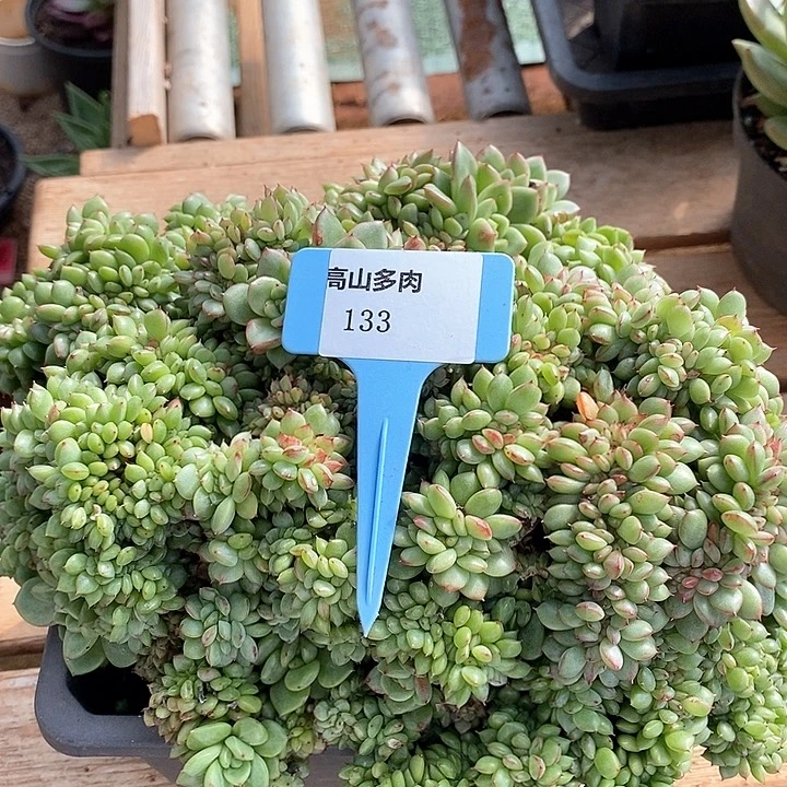 D133- 直播福利 国王缀化