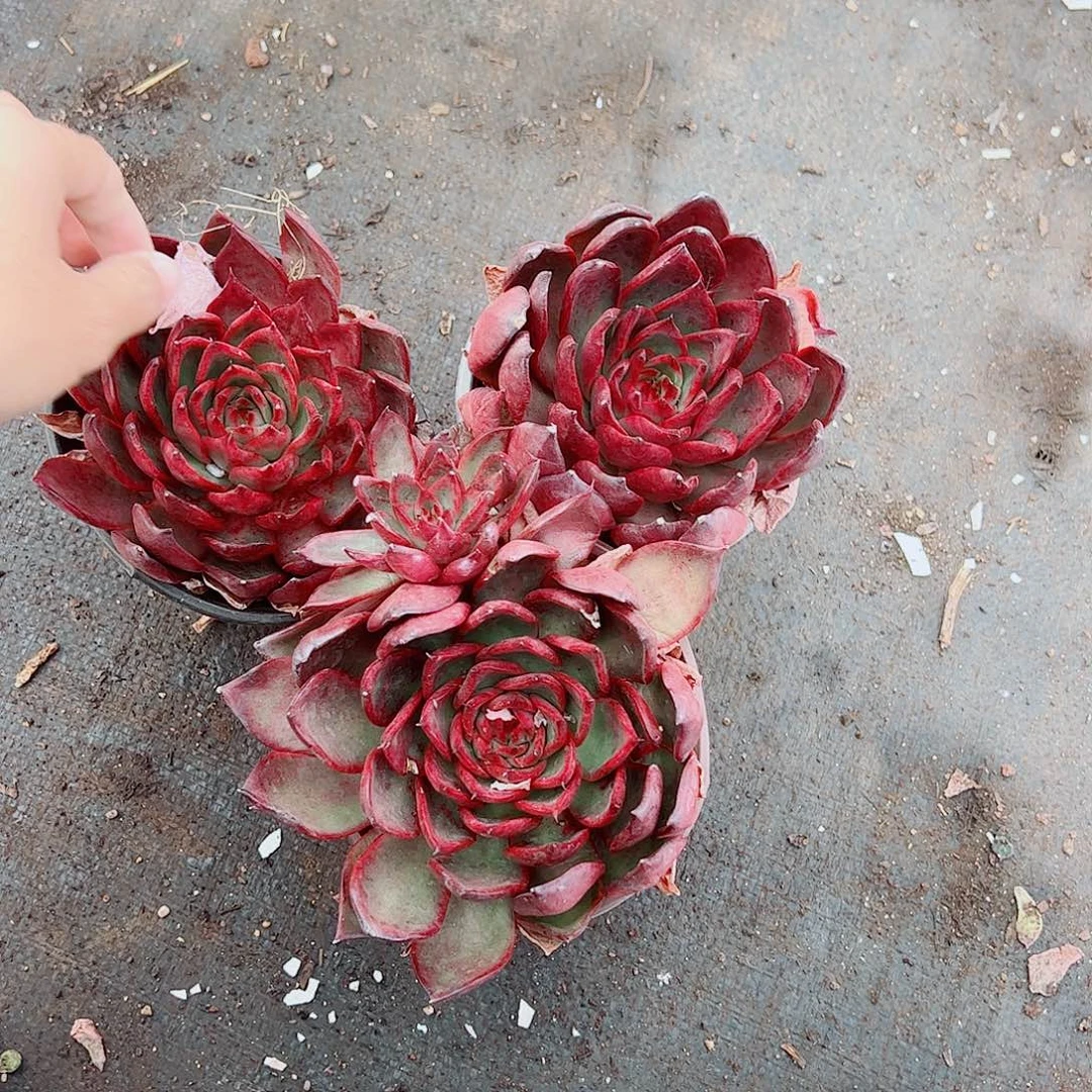 野马冬云大单头精品三盆