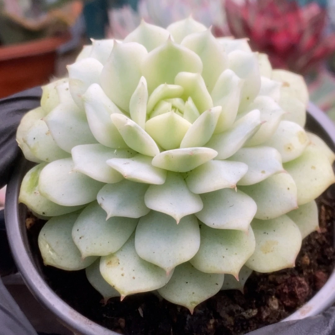 478静夜锦锦锦锦锦
