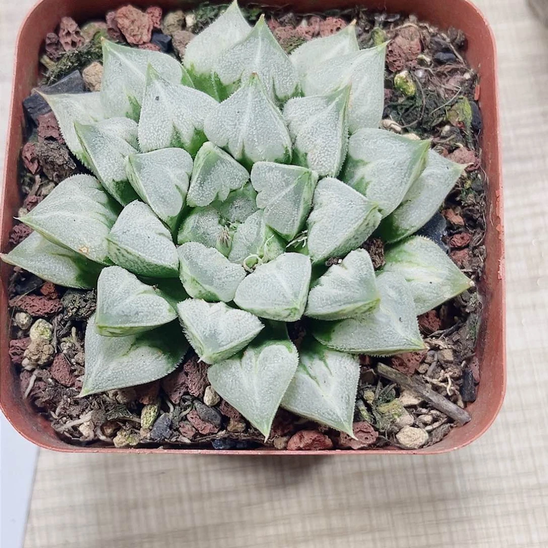 爱心寿多肉植物6666