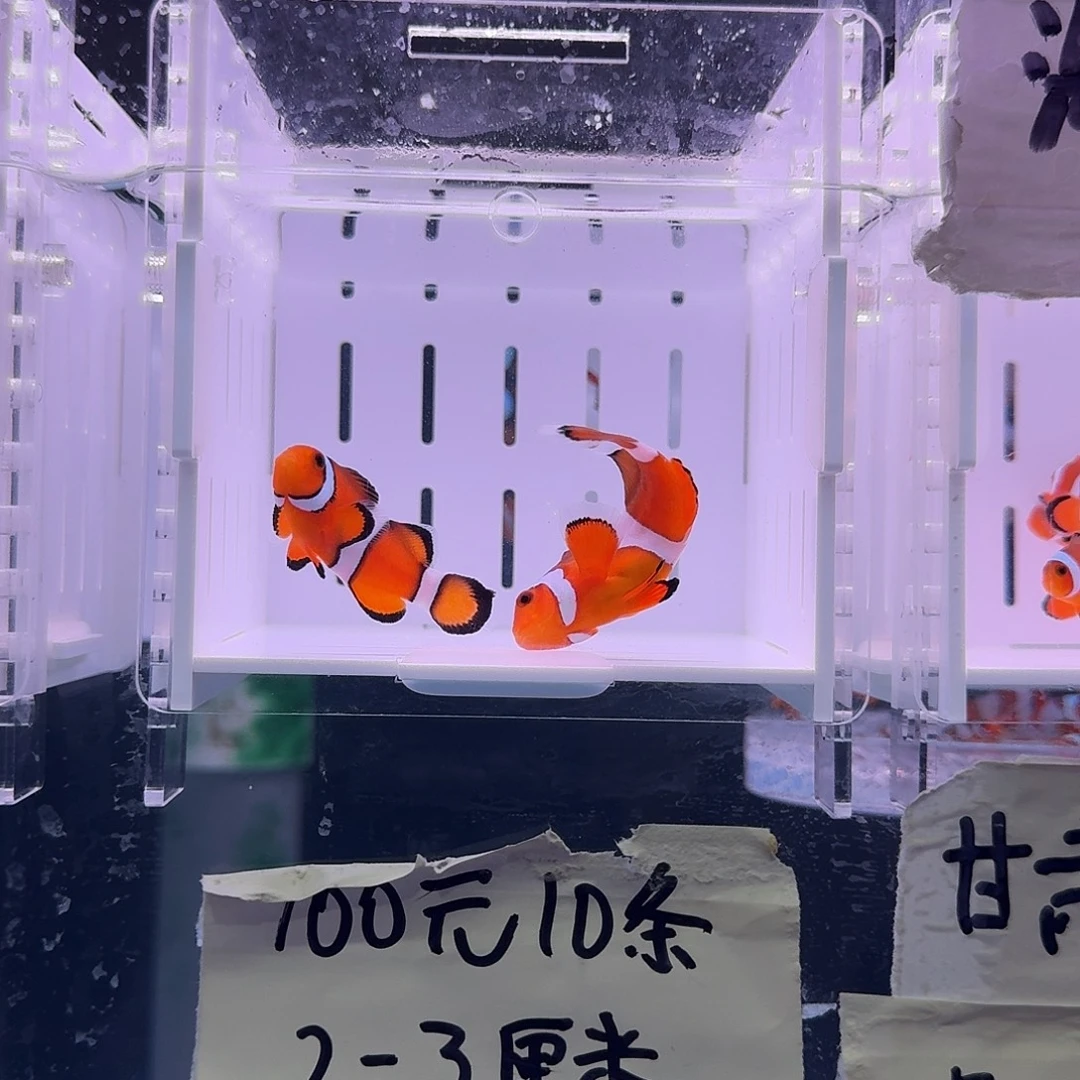 海水鱼5+配4+精品黑边公子一对