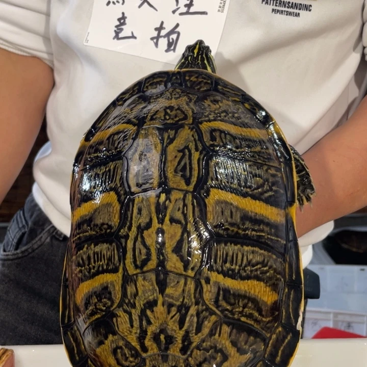 火焰龟母4.8斤母一只