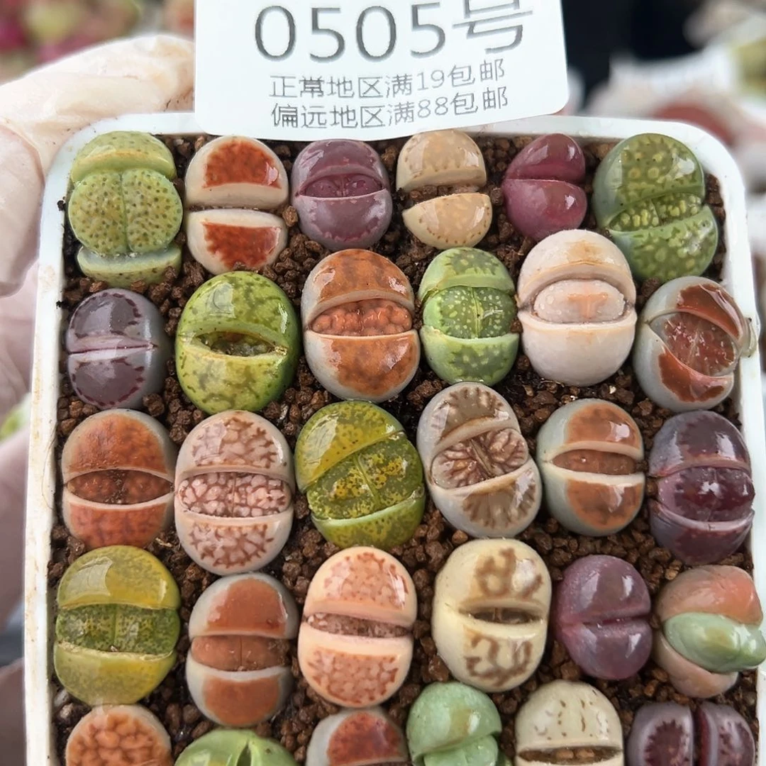 0505三年彩拼30颗1.3cm左右