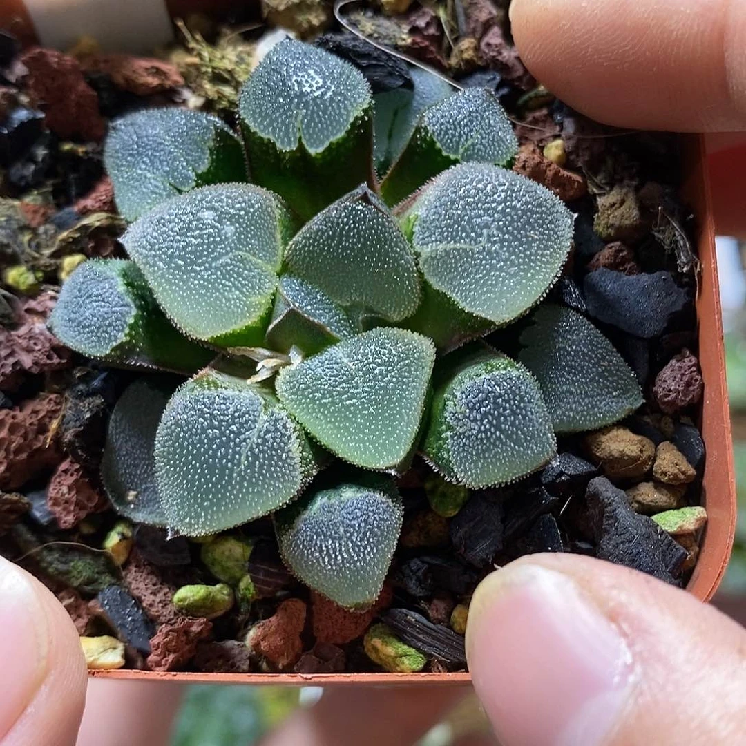 153翠贝克玉露十二