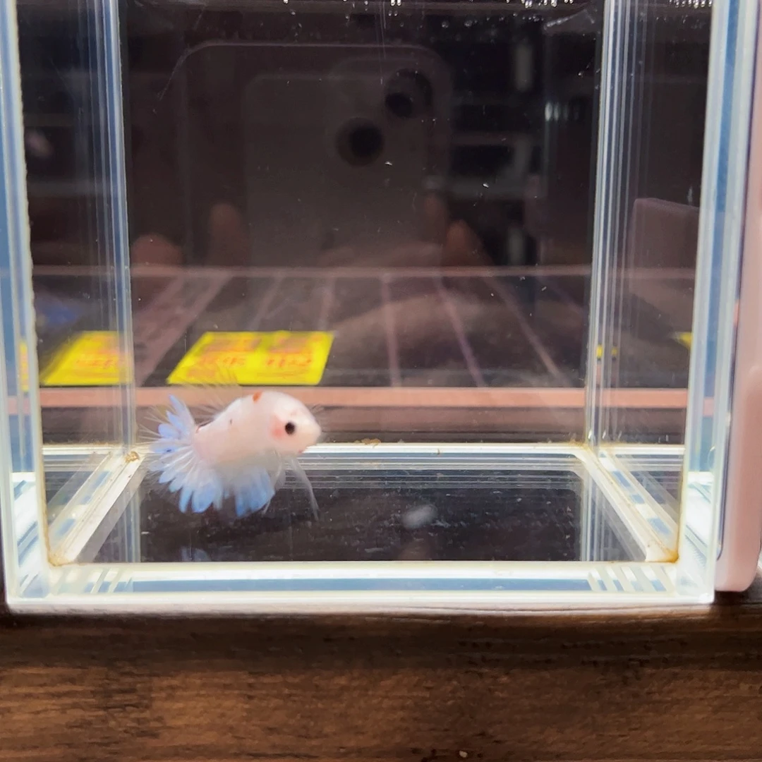 海水宙斯斗鱼竞拍09-15