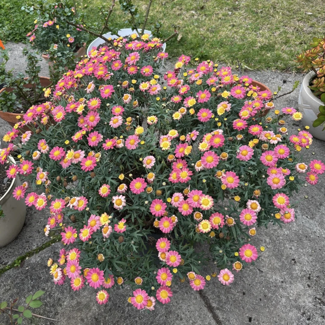 小饼干玛格丽特菊花盆栽多年生易爆花新手易养护