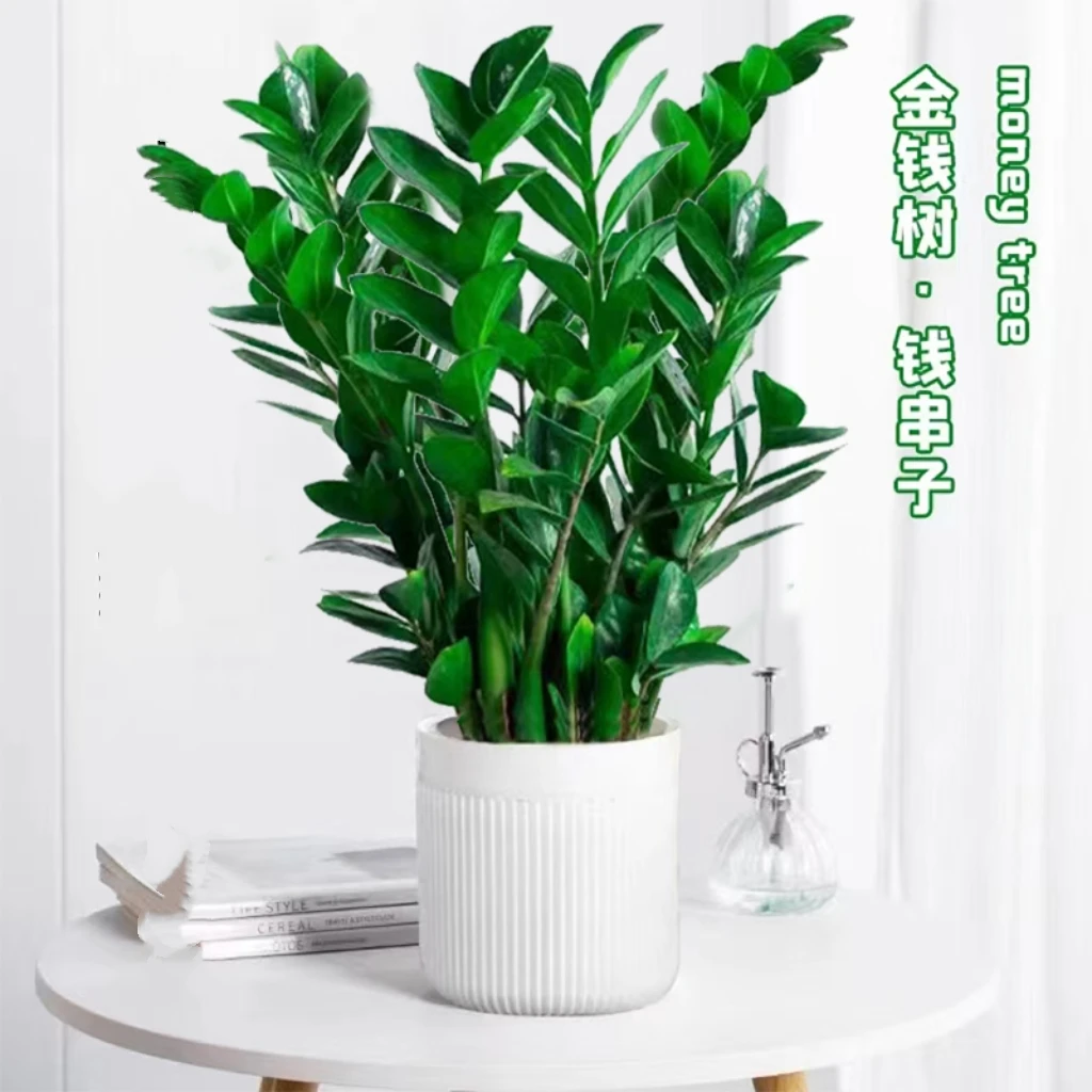 金钱树盆栽植物大摇钱串子小发财树室内客厅阳台摆放四季常青美观