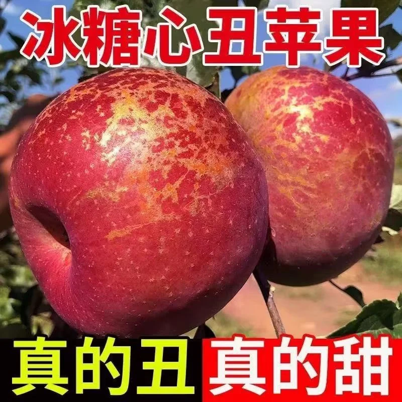 云南昭通冰糖心丑大果苹果脆甜多汁新鲜应季水果产地现摘现发