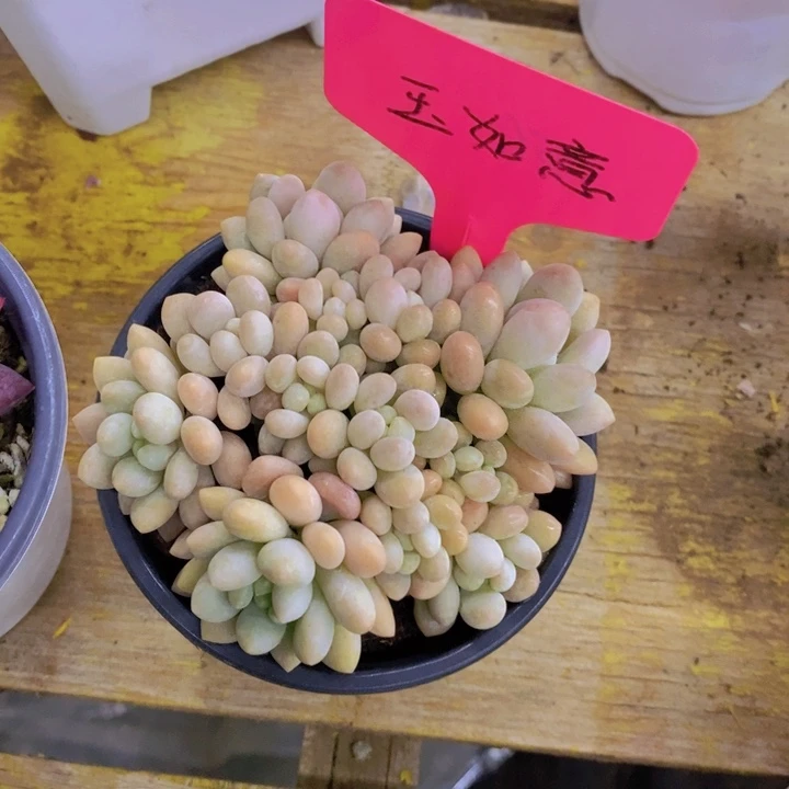 橙*多肉植物，开心多肉