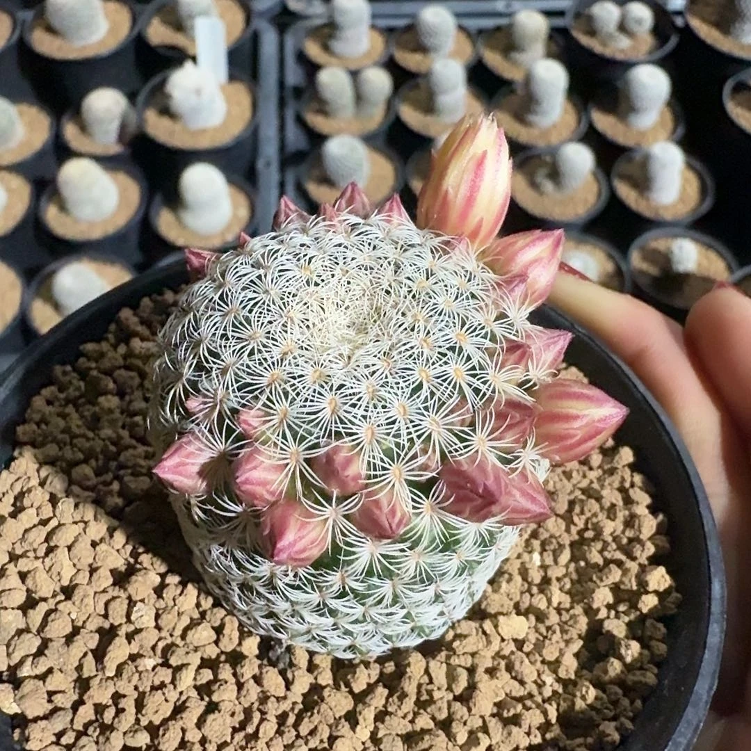 实生白子法师脱土发货