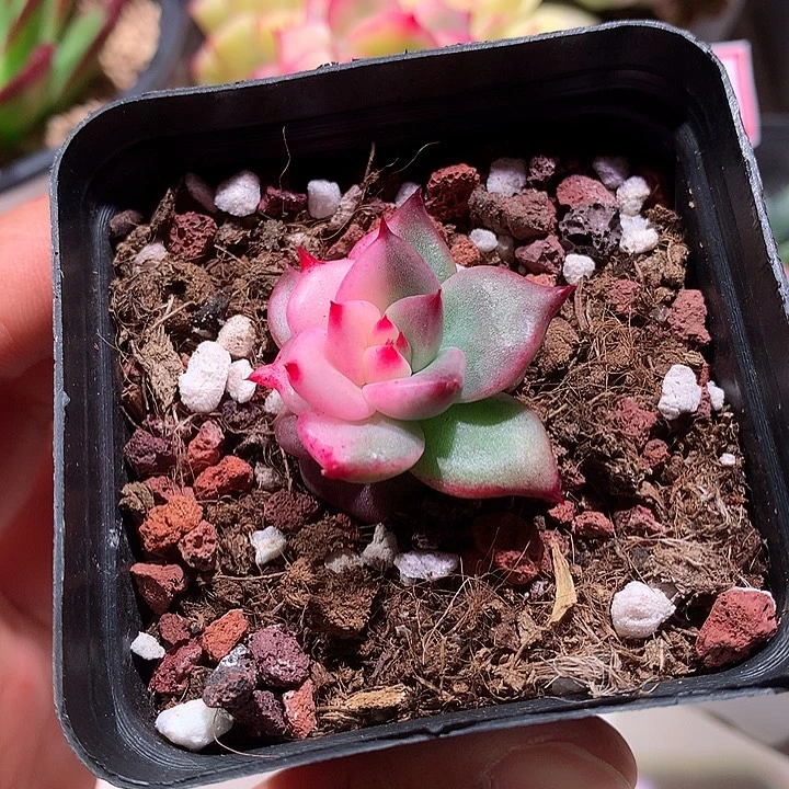 红颜蜜语偏锦锦锦锦