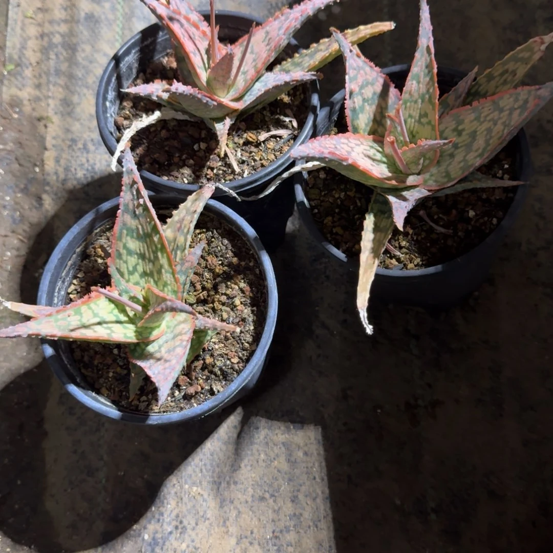 园艺芦荟多肉植物量拍1个