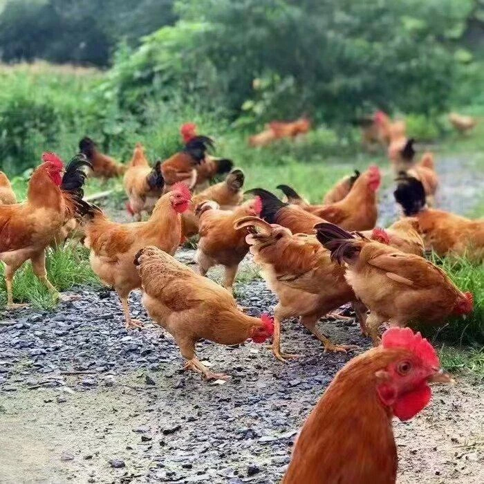 （大海）大别山童子鸡一只净重1.6斤左右现杀急冻锁鲜京东包邮