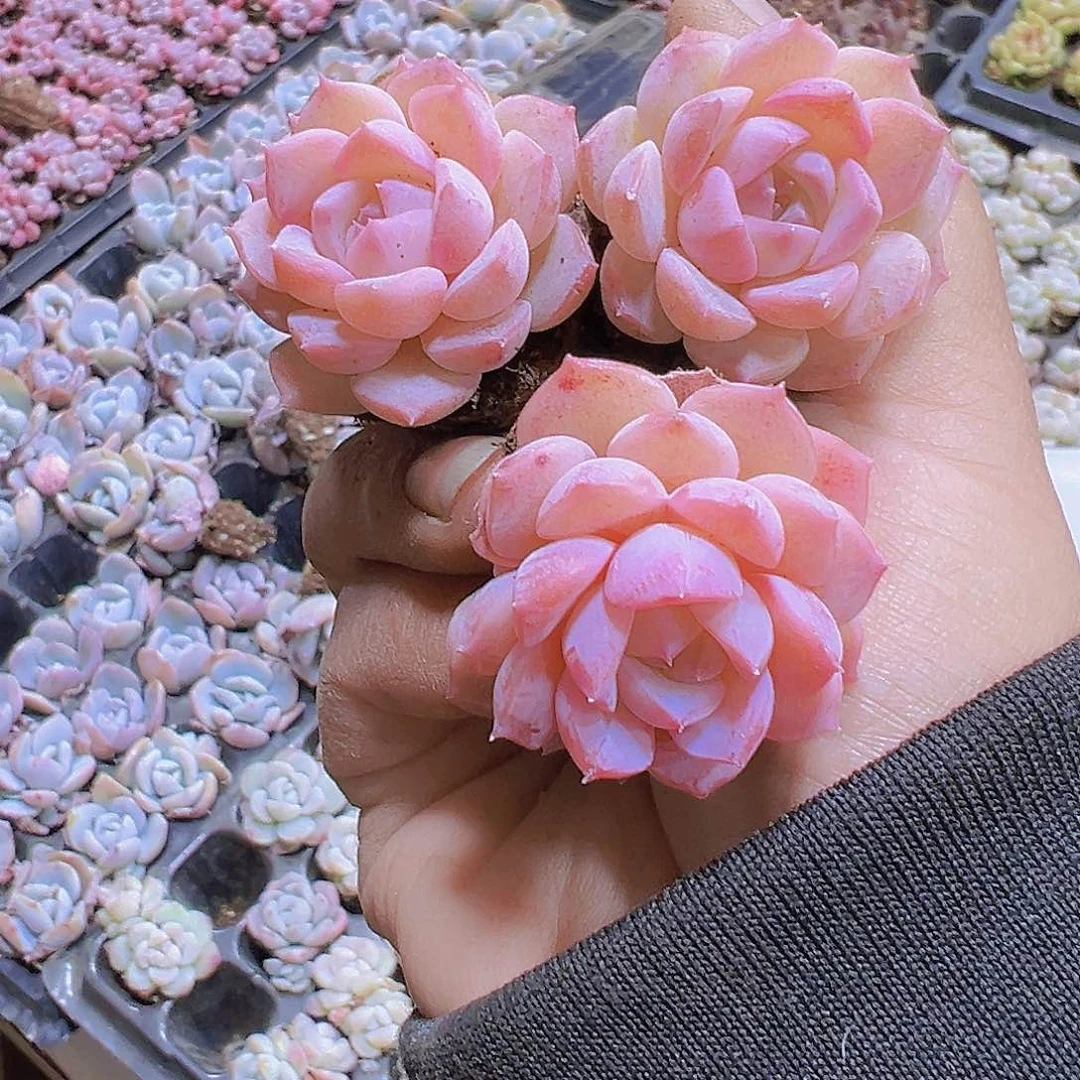 超粉爱神5个19包邮