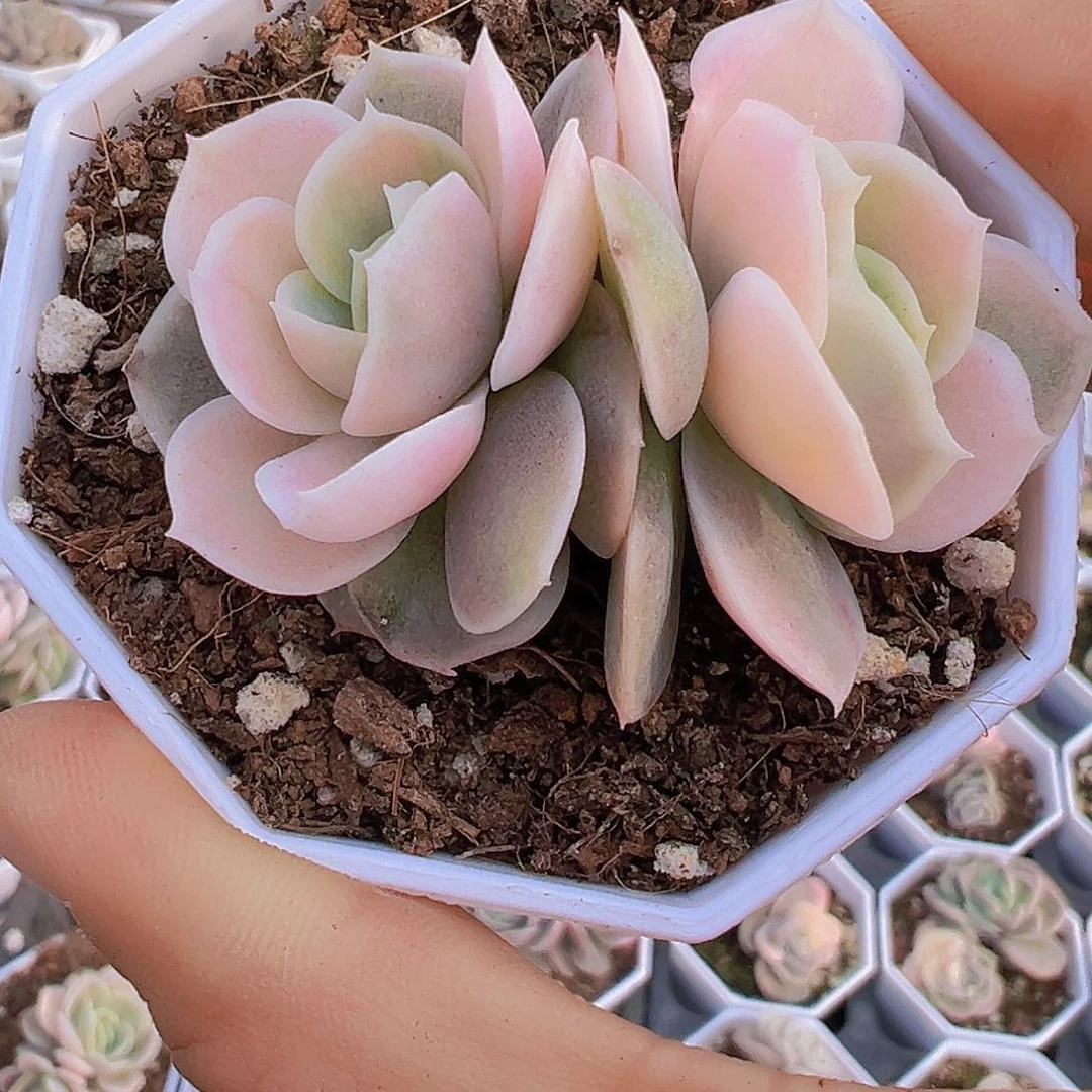 双头蓝色惊喜锦19包邮