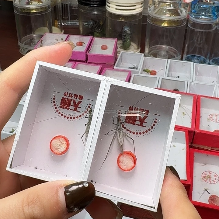 蟋蟀2条紫竹林。