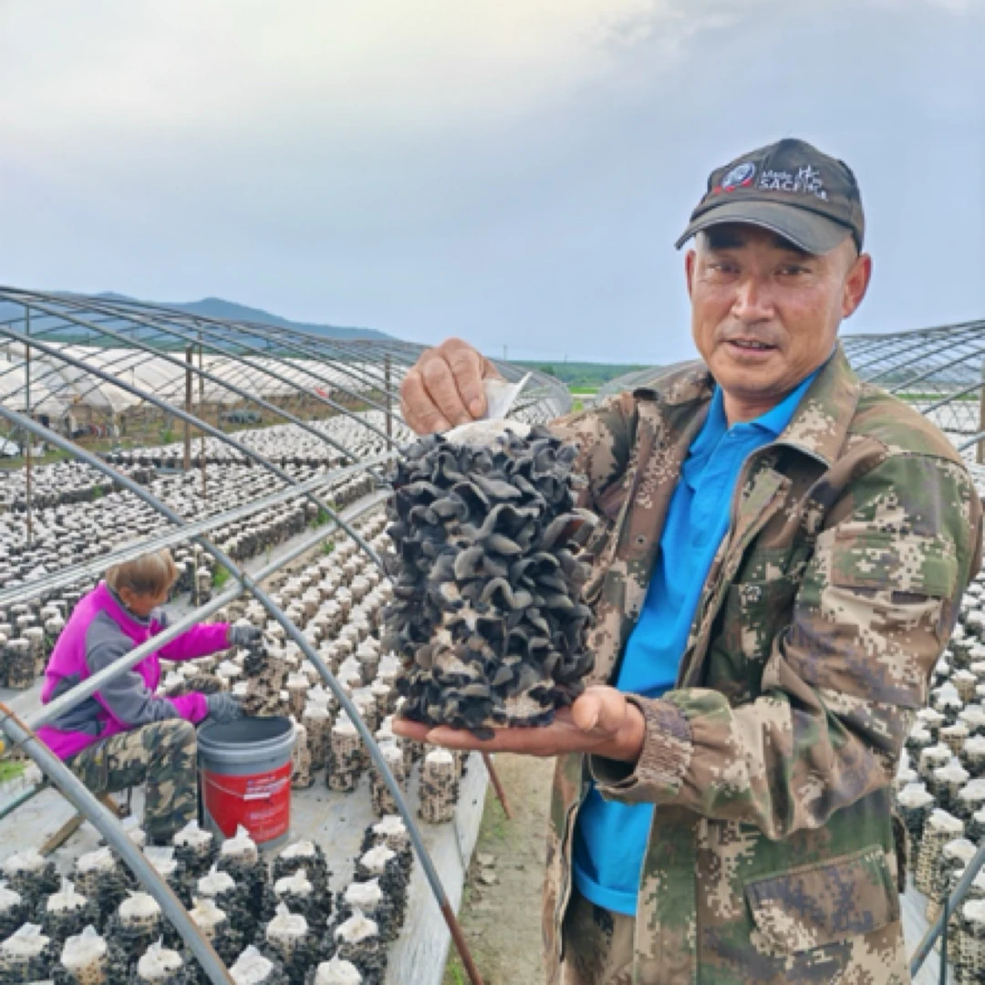 500g【宋斌家木耳】新货2025年东北黑木耳干货头茬肉厚Q弹无根干净