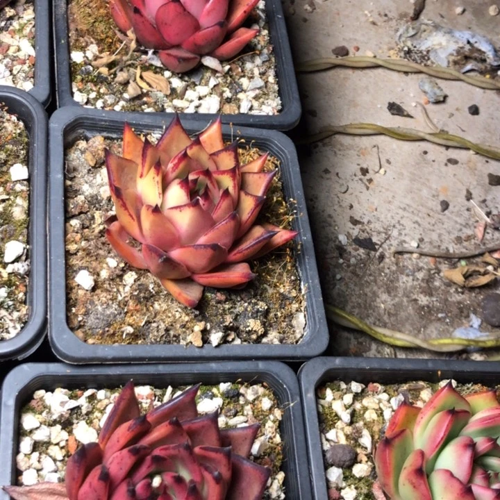 118////////////////////