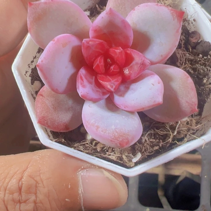 糖心雪天使精品多肉