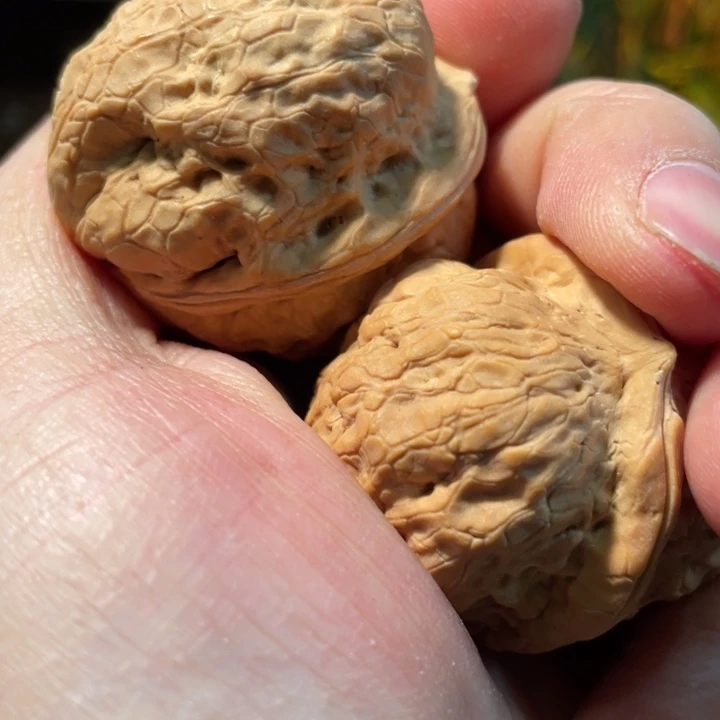 文玩核桃把件编号13