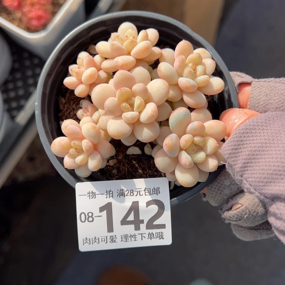 阳光玫瑰多肉多肉多肉多肉