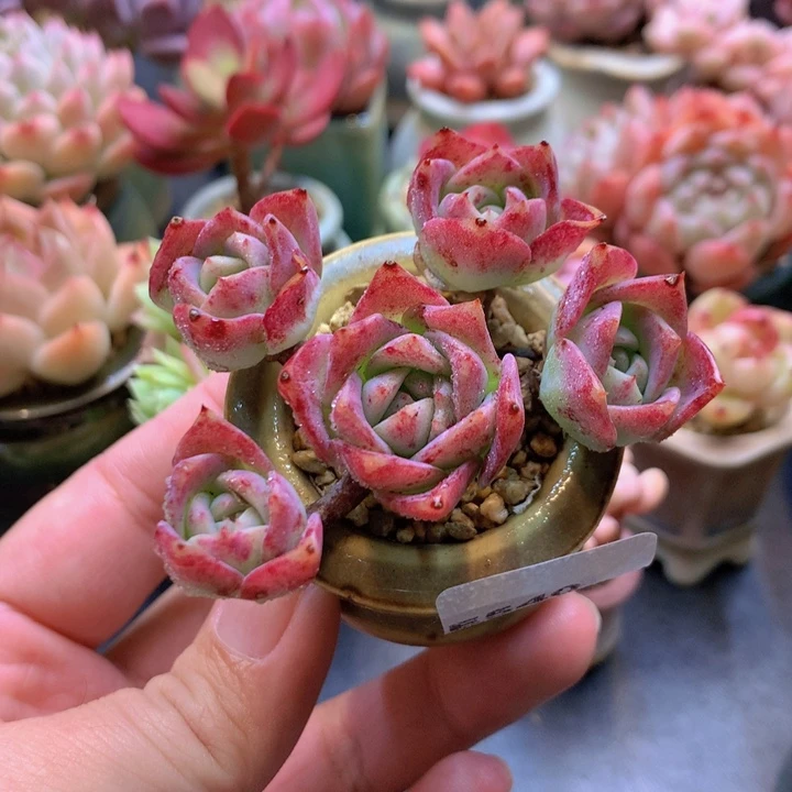 一物一拍含盆土满38包邮E540