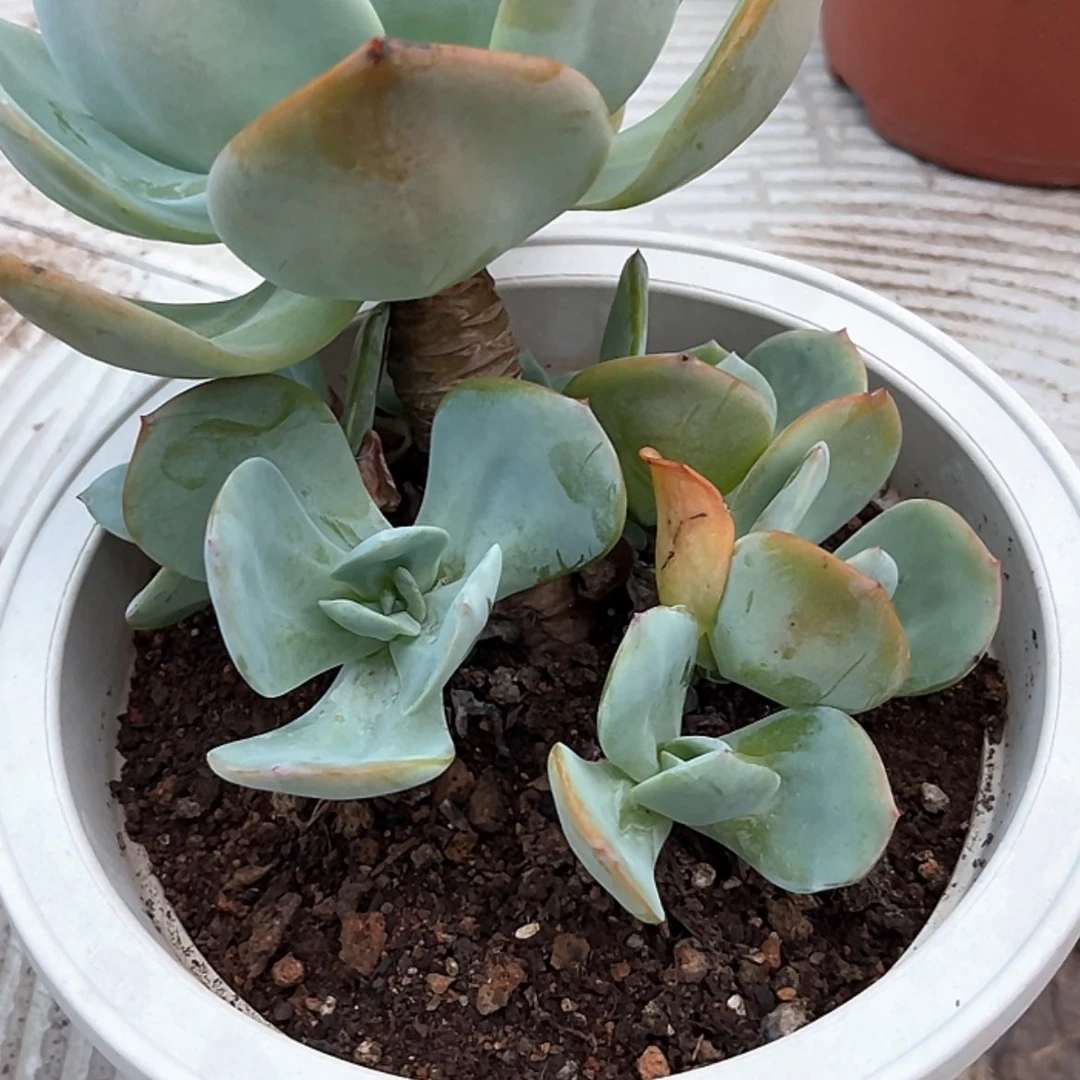【闪购商品】无花朵莫*