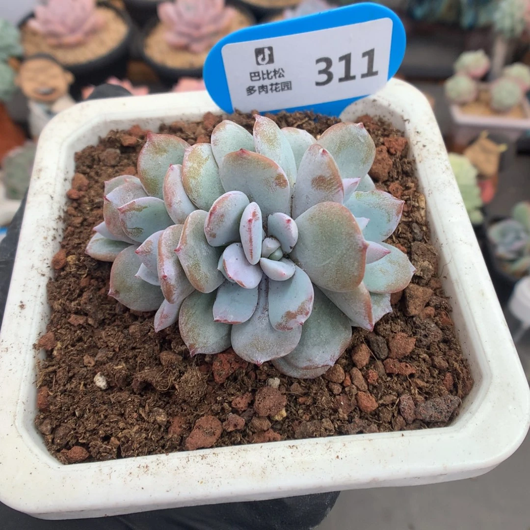 311 奶茶朵朵缀多肉