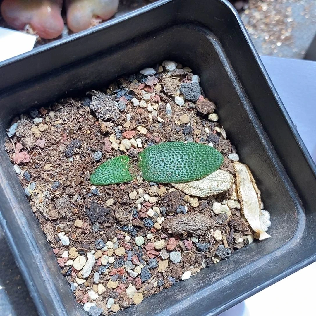 21371。  刺叶茅台。  一盒。