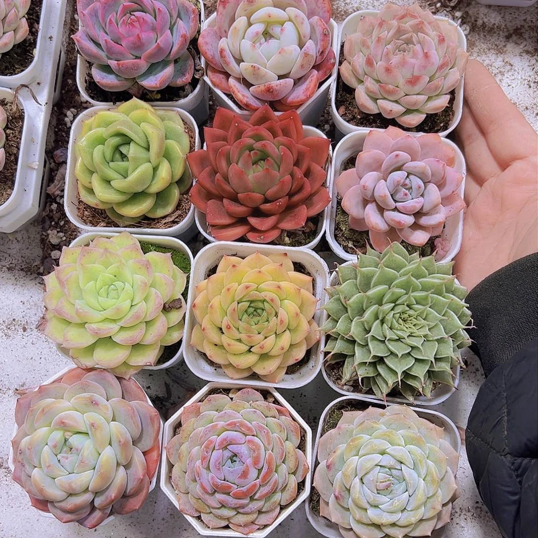 12个大单头19包邮多肉