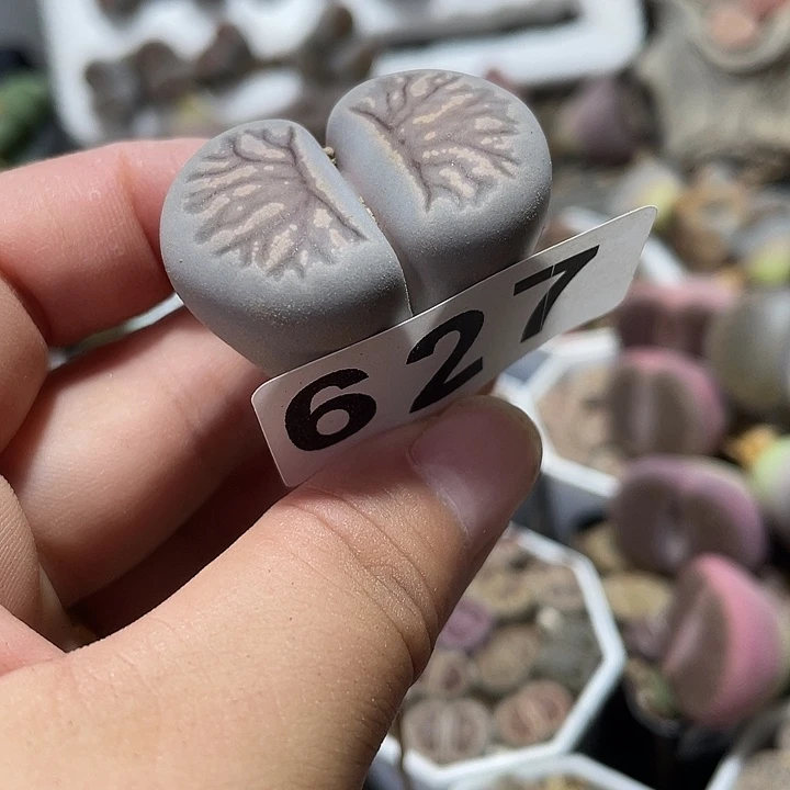 大部分花苞少量开放生石花20颗627