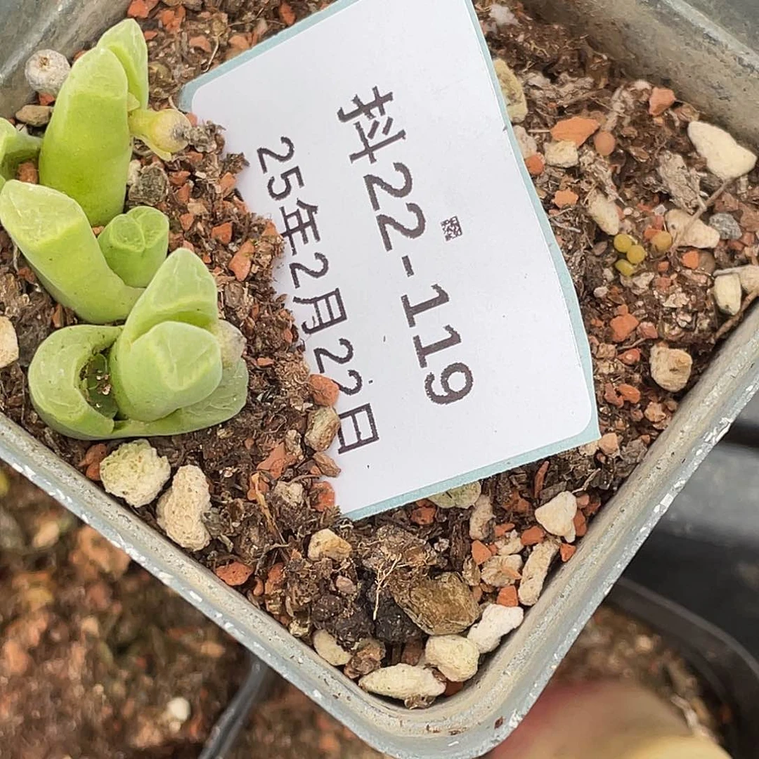 姬**君22-119肉锥多肉植物