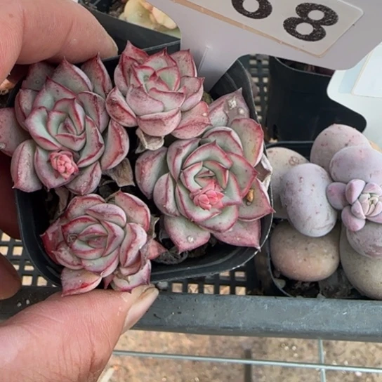 168月光女神一物一拍多肉