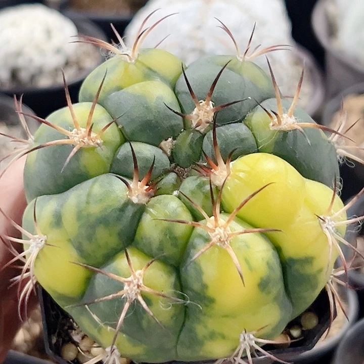 新世界锦实生仙人球