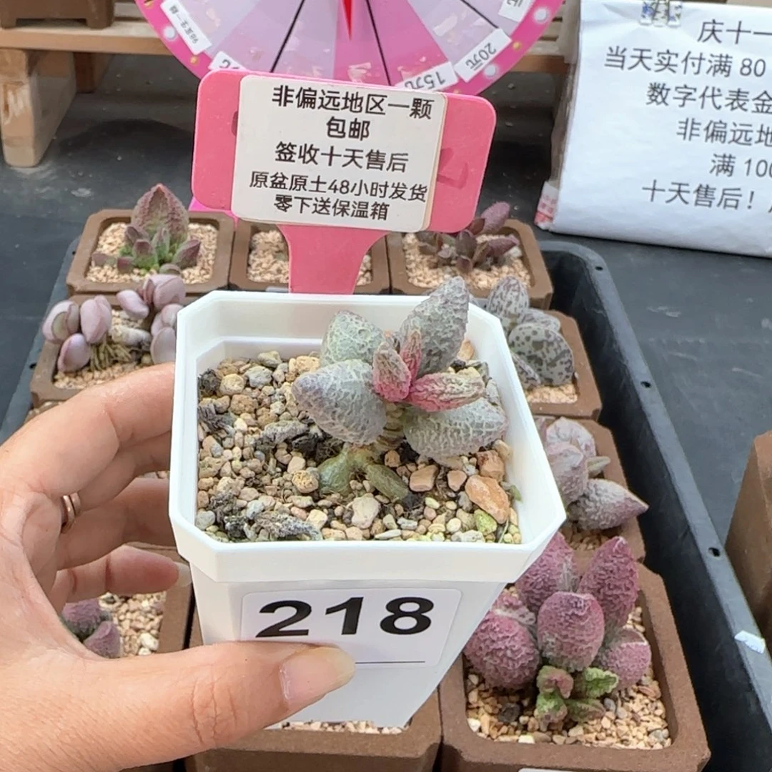 218融化纹冰淇淋多肉植物